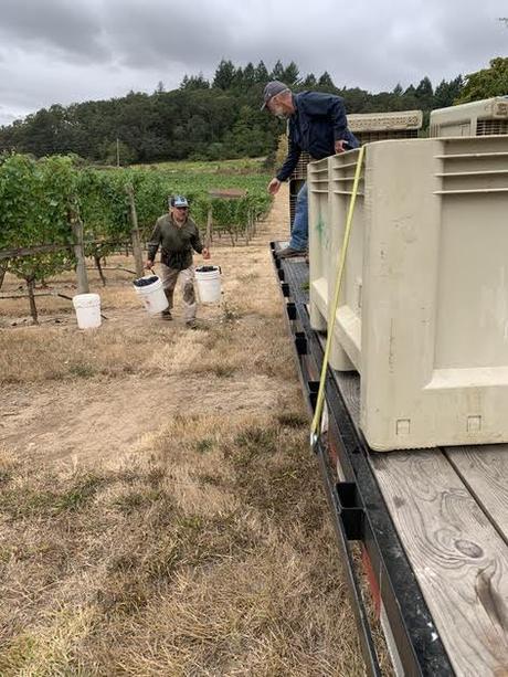 First 2019 harvest at Green Acres Vineyard in southern Oregon. 
