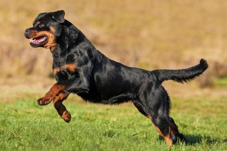 Top 25 Most Intelligent Dog Breeds in the World