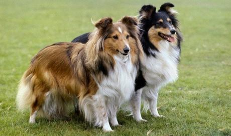 Top 25 Most Intelligent Dog Breeds in the World