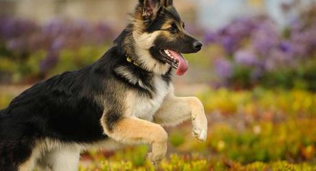 Top 25 Most Intelligent Dog Breeds in the World