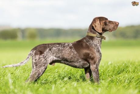 Top 25 Most Intelligent Dog Breeds in the World