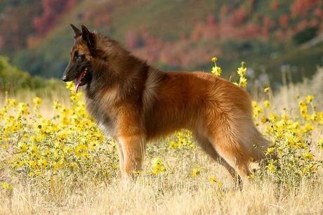 Top 25 Most Intelligent Dog Breeds in the World