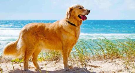 Top 25 Most Intelligent Dog Breeds in the World