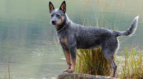 Top 25 Most Intelligent Dog Breeds in the World