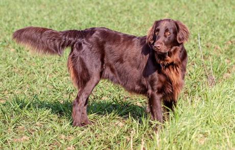 Top 25 Most Intelligent Dog Breeds in the World