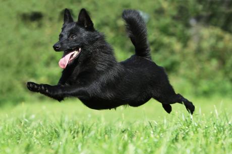 Top 25 Most Intelligent Dog Breeds in the World