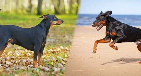 Top 25 Most Intelligent Dog Breeds in the World