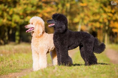 Top 25 Most Intelligent Dog Breeds in the World