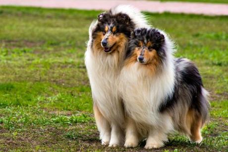 Top 25 Most Intelligent Dog Breeds in the World