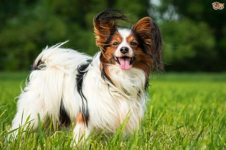 Top 25 Most Intelligent Dog Breeds in the World