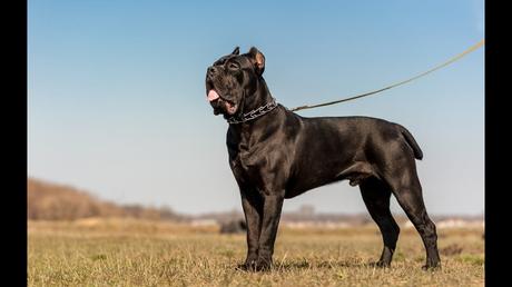 Top 25 Most Intelligent Dog Breeds in the World