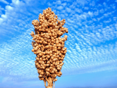 Top Largest Agricultural Products In India