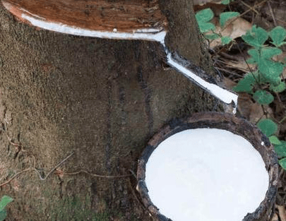 Top Largest Agricultural Products In India