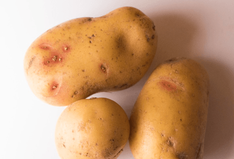 Top Largest Agricultural Products In India