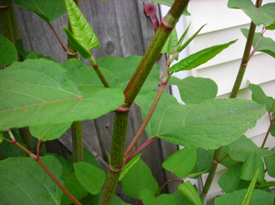 How to get rid of Japanese Knotweed?