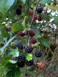 For a few blackberries more