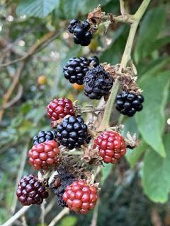 For a few blackberries more