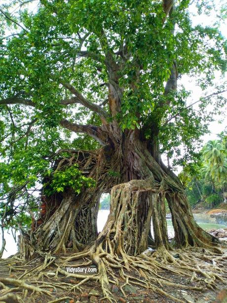 Peepul Trees of Ross Island Andamans