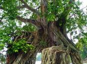 Peepul Trees Ross Island Andamans