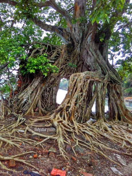 Peepul Trees of Ross Island Andamans