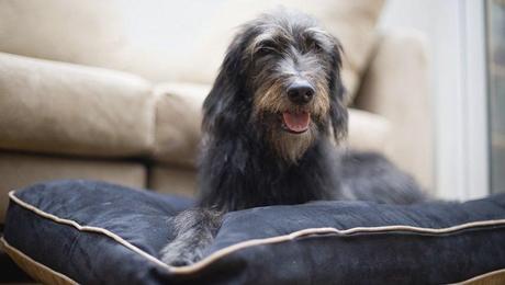 How To Tell If Your Dog Is In Pain And What To Do To Help How To Tell If Your Dog Is In Pain And What To Do To Help