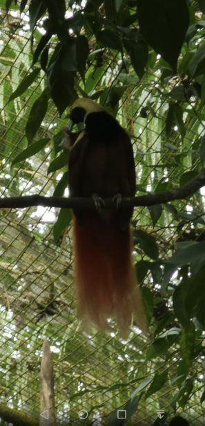 Backpacking in Papua New Guinea: Top 14 Sights in Port Moresby Backpacking in Papua New Guinea: Top 14 Sights in Port Moresby
