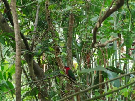 Backpacking in Papua New Guinea: Top 14 Sights in Port Moresby Backpacking in Papua New Guinea: Top 14 Sights in Port Moresby