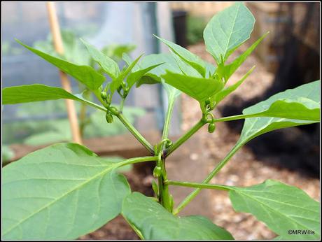 Does pinching-out chilli plants really help?