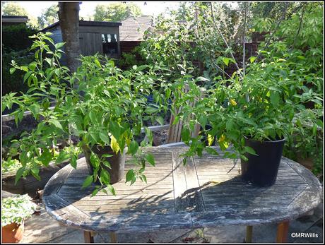 Does pinching-out chilli plants really help?