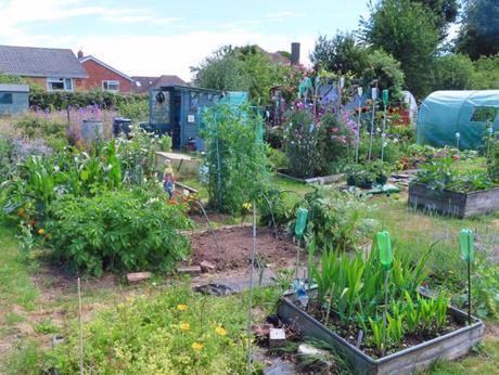 Plot 52a – Allotment Update September 2019