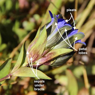 “gentians don't mind the first frost …”