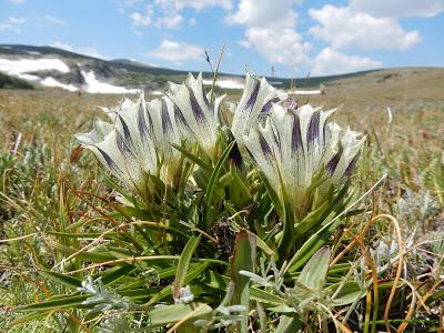 “gentians don't mind the first frost …”