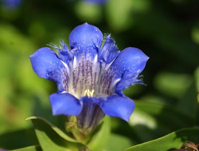 “gentians don't mind the first frost …”