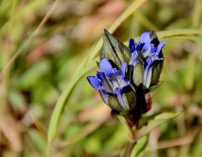 “gentians don't mind the first frost …”