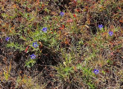 “gentians don't mind the first frost …”