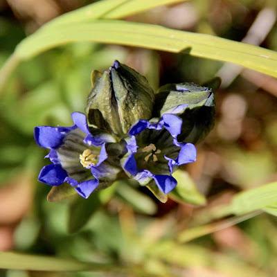 “gentians don't mind the first frost …”