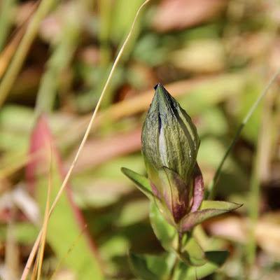 “gentians don't mind the first frost …”