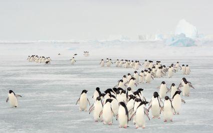 Annual migration of Adélie penguin in South Orkney Islands, Antarctica vacation