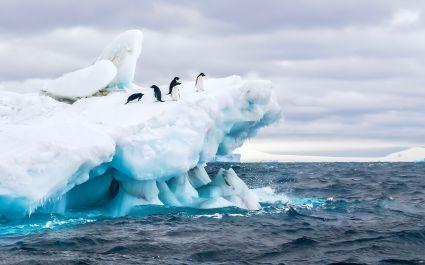 A group of five Adelie penguins frolick on a floating iceberg in the icy cold waters of the Weddell Sea, Antarctica vacation