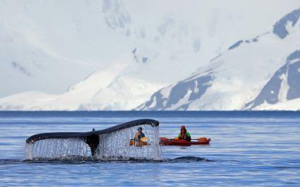 Humpback whale tail with a kayak in the background, Antarctica vacation