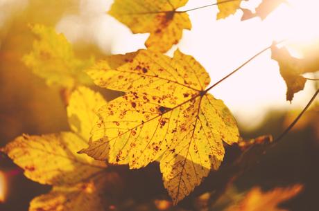 Top Tips on How to Get Your Family Home Ready for Autumn