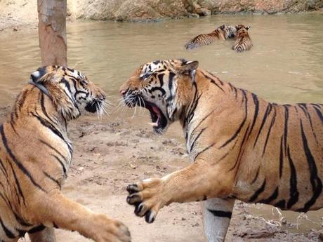 86 of rescued Thai Tigers die at Govt care centre !! in Thailand