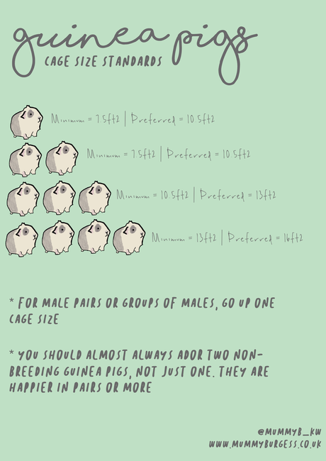 A Care Guide for Guinea Pigs