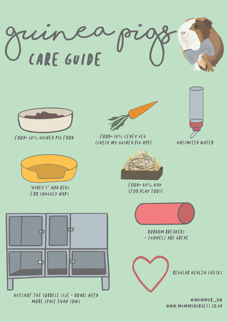 A Care Guide for Guinea Pigs