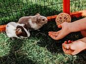 Care Guide Guinea Pigs