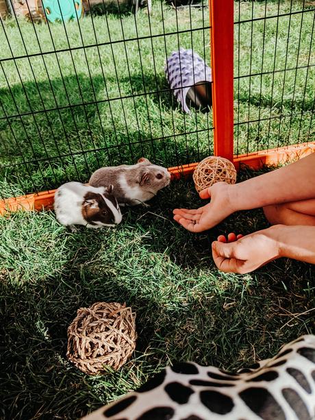 A Care Guide for Guinea Pigs