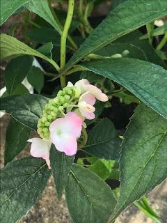 Irritating Plant of the Month September 2019 - the pathetic hydrangea