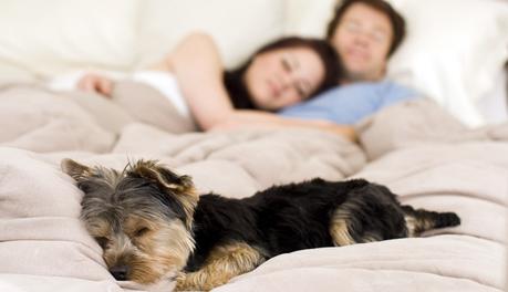 How Many Hours a Day Do Dogs Sleep? How Much do They Need?
