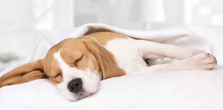 How Many Hours a Day Do Dogs Sleep? How Much do They Need?