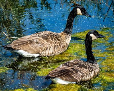 Into the jungle: Yesterday's walk in Liberty State Park